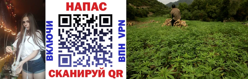 Конопля White Widow  Черноголовка 